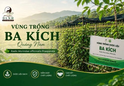 DƯỢC LIỆU NINH HIỆP PHÁT TRIỂN VÙNG TRỒNG BA KÍCH TẠI QUẢNG NAM  