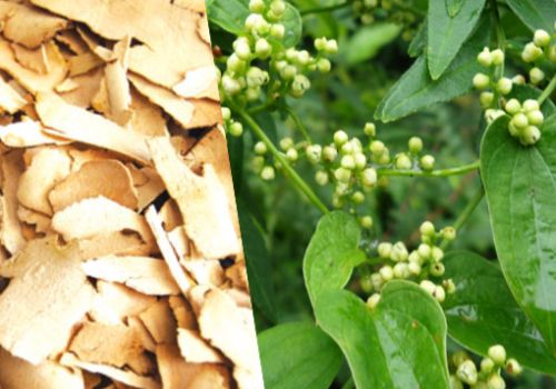 Dược liệu Tỳ Giải - Dược liệu Ninh Hiệp