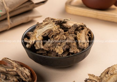 Vị thuốc Độc hoạt - Dược liệu Ninh Hiệp