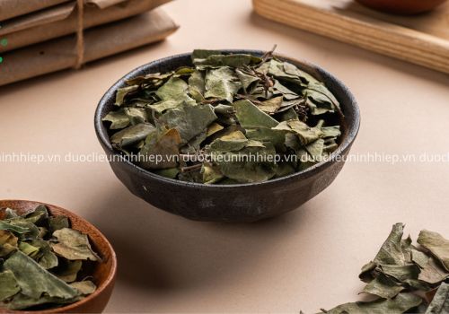 Dược liệu Tang Ký Sinh- Dược liệu Ninh Hiệp