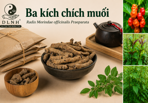 BA KÍCH CHÍCH MUỐI - DƯỢC LIỆU NINH HIỆP