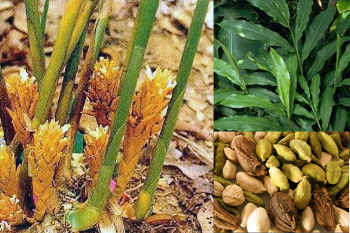 Bạch đậu khấu 3