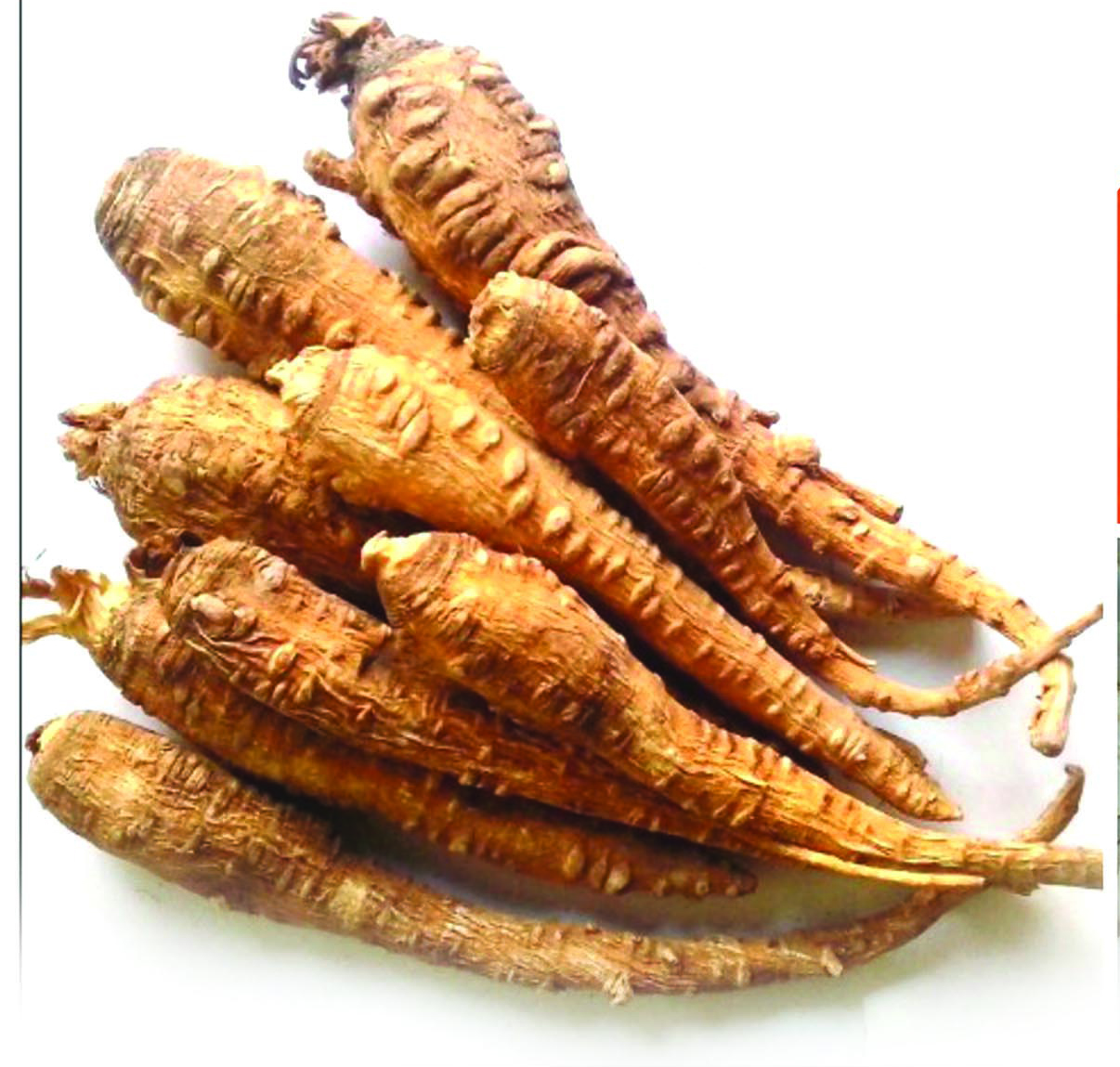 Bạch chỉ 3