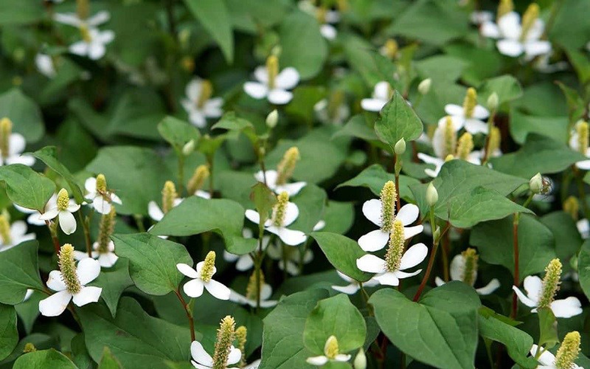 Diếp cá 1
