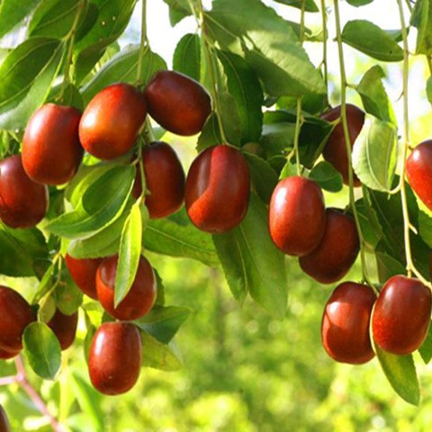 Táo đỏ