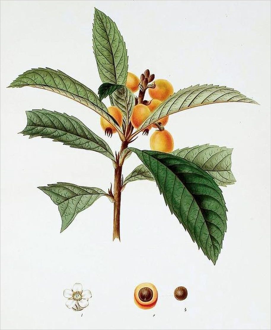 Tỳ bà diệp 2