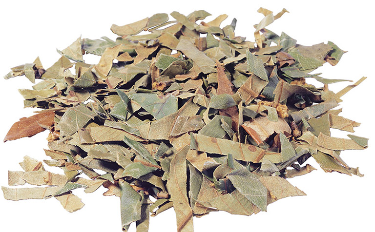 Tỳ bà diệp 3