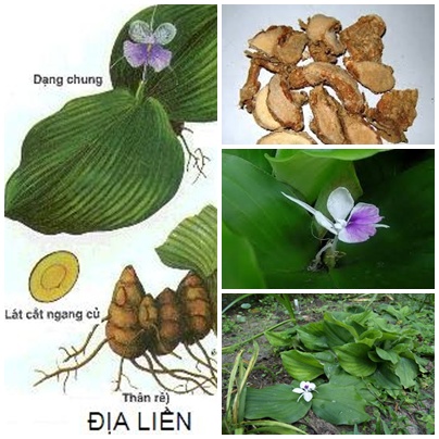 a liền 3