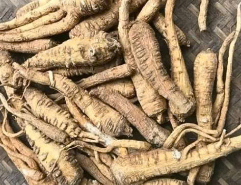 BẠCH CHỈ - DƯỢC LIỆU NINH HIỆP